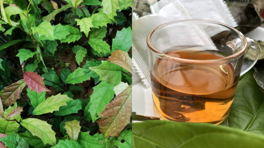 Nước lá xạ đen mang lại nhiều lợi ích cho sức khỏe.