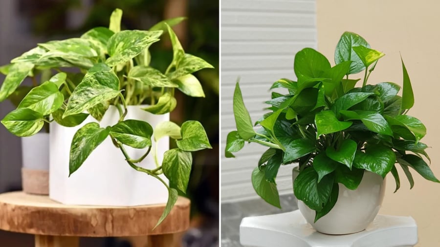 Có nhiều lý do khiến một số người không muốn trồng cây trầu bà trong nhà.