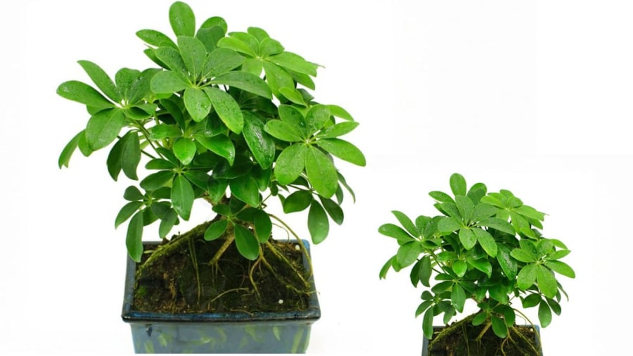 Cây ngũ gia bì trồng trong phòng khách xua tà khí