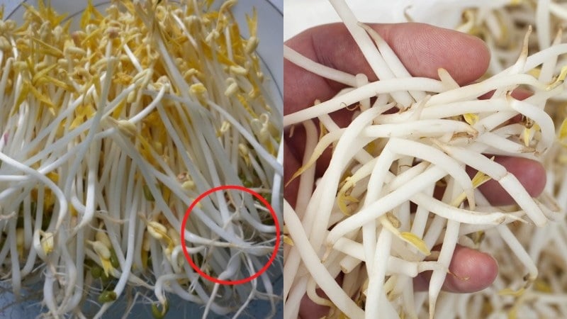 Mẹo chọn giá đỗ sạch, không lo ủ thuốc kích mầm