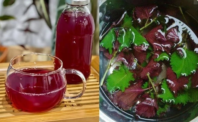 Lá tía tô rất tốt nhưng kị với 4 người này, uống vào thêm họa