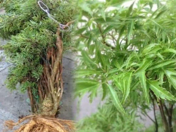Cây đinh lăng thuộc họ nhân sâm, với tán lá xanh mướt, sum suê tạo cảm giác dễ chịu và tươi mới.