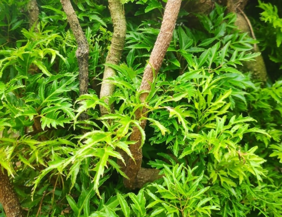 Cây đinh lăng không chỉ làm thuốc chữa bệnh, cây còn được xem là “báu vật” phong thủy giúp gia đình an yên, hưng thịnh.