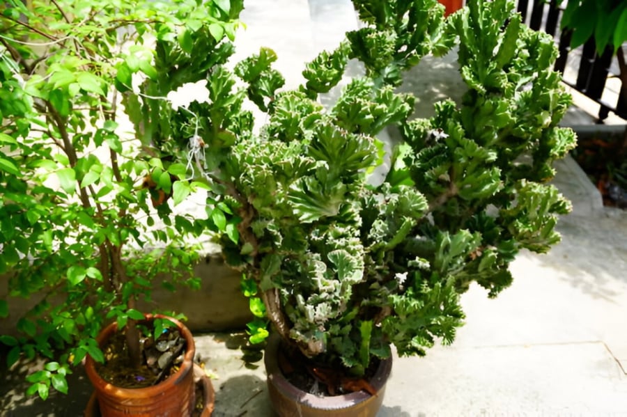 Cây ngọc kỳ lân