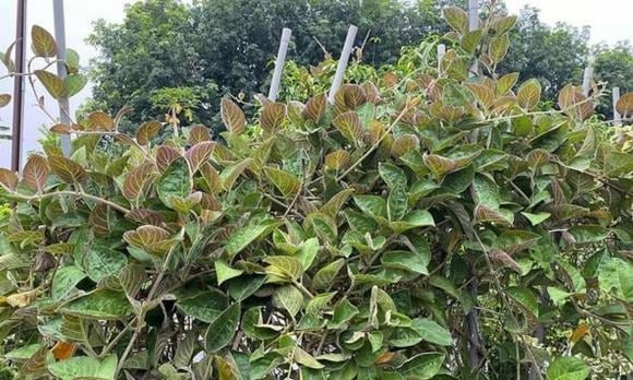 Thế nhưng, hiện nay, lá mơ lông lại trở thành “đặc sản quê”, có mặt tại một số chợ thành phố, thậm chí được rao bán trên các sàn thương mại điện tử và “chợ mạng” với giá 40.000 – 50.000 đồng/kg.    