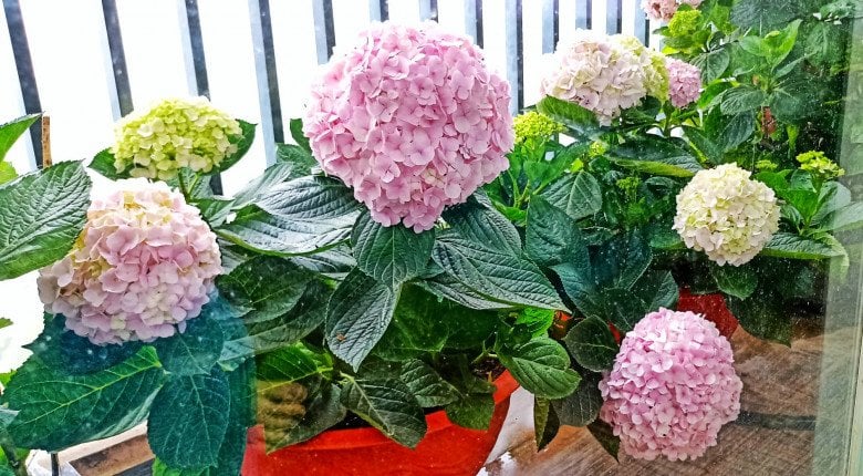 Cẩm tú cầu