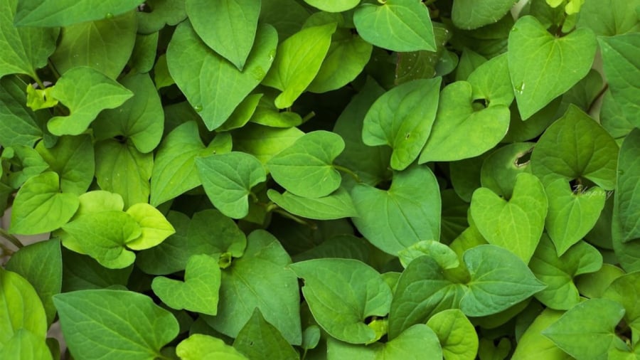 Những người không nên ăn rau diếp cá