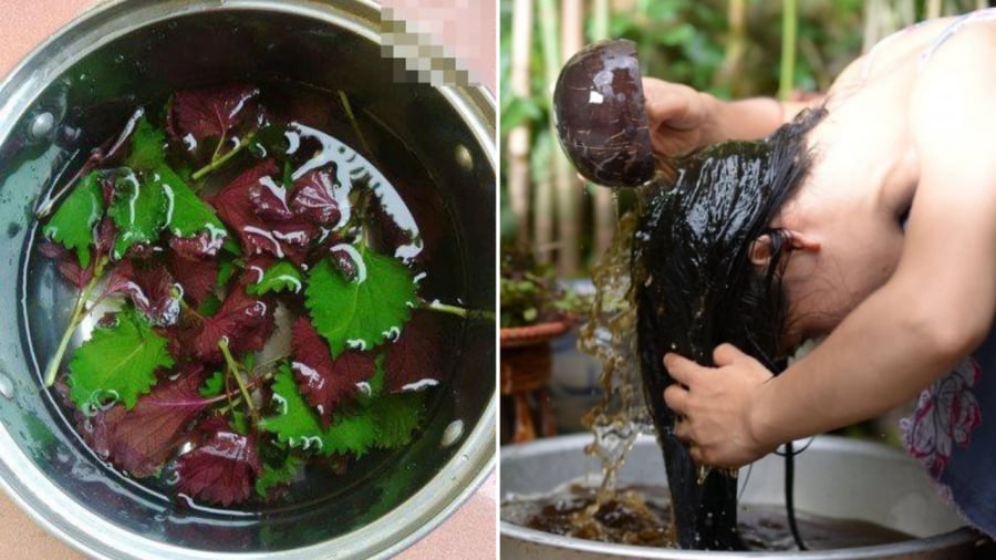 Nấu Nước Gội Đầu Bằng Loại Lá Này, Sạch Gàu, Giảm Rụng, Tóc Con Mọc Không Ngừng: Mùa Này Ai Cũng Cần 1 Gội Đầu Bằng Nước Lá Tía Tô Giúp Tóc Chắc Khỏe, Giảm Rụng, Kích Thích Mọc Tóc.