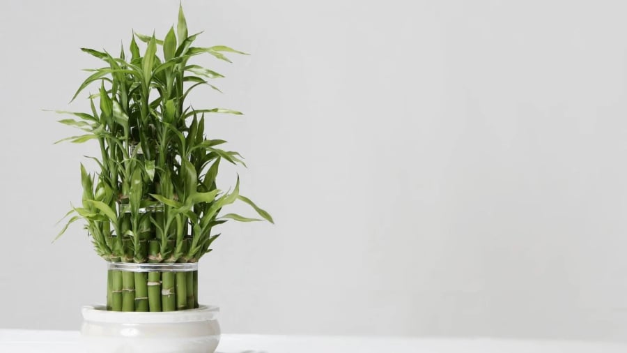Cây trúc phát tài đặt hướng Đông Nam.
