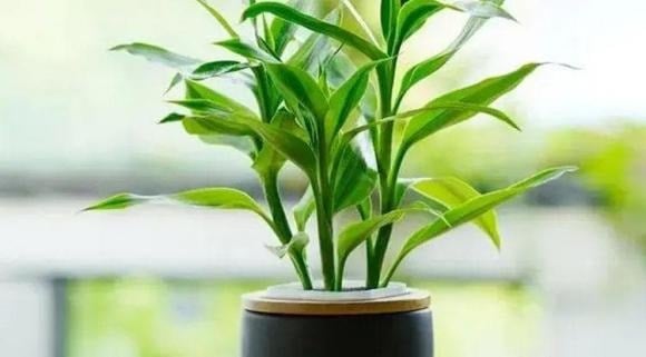 Theo phong thủy, khi mở cửa nhìn thấy màu xanh cây lá sẽ mang lại cảm giác dễ chịu và may mắn.