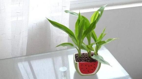 Trúc phát lộc mang ý nghĩa may mắn và thuận lợi trong học tập, vì vậy việc đặt một chậu cây nhỏ trên bàn học hoặc bàn làm việc tại nhà là lựa chọn hợp lý.