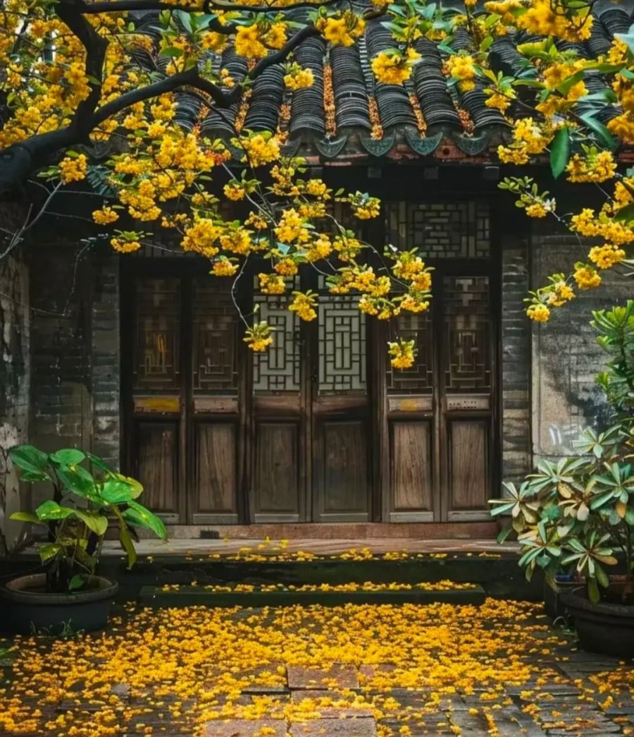 4 cây chiêu tài trước cửa, 3 cây giữ của sau nhà: Là những cây nào?