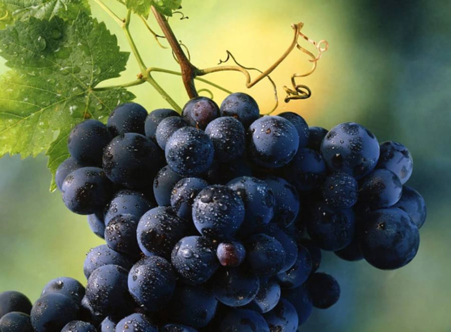 Nho, đặc biệt là nho đỏ và nho tím, nổi tiếng với hợp chất resveratrol – chất chống oxy hóa mạnh giúp bảo vệ thận và giảm tổn thương do oxy hóa