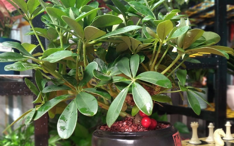 Cây ngũ gia bì