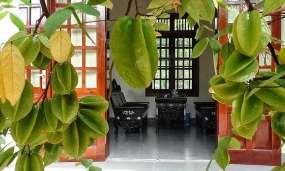 Từ bao đời nay, cây khế đã trở thành hình ảnh quen thuộc trong đời sống người Việt.
