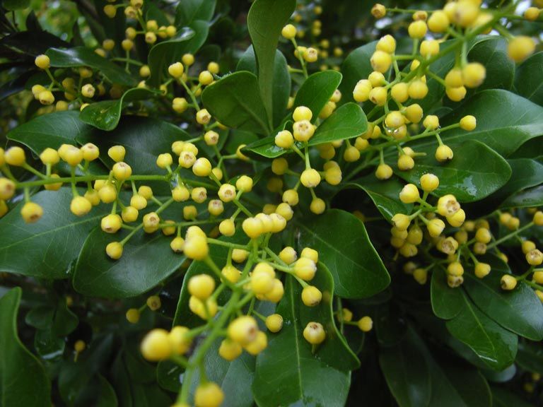 Cây hoa ngâu mang lại bình an