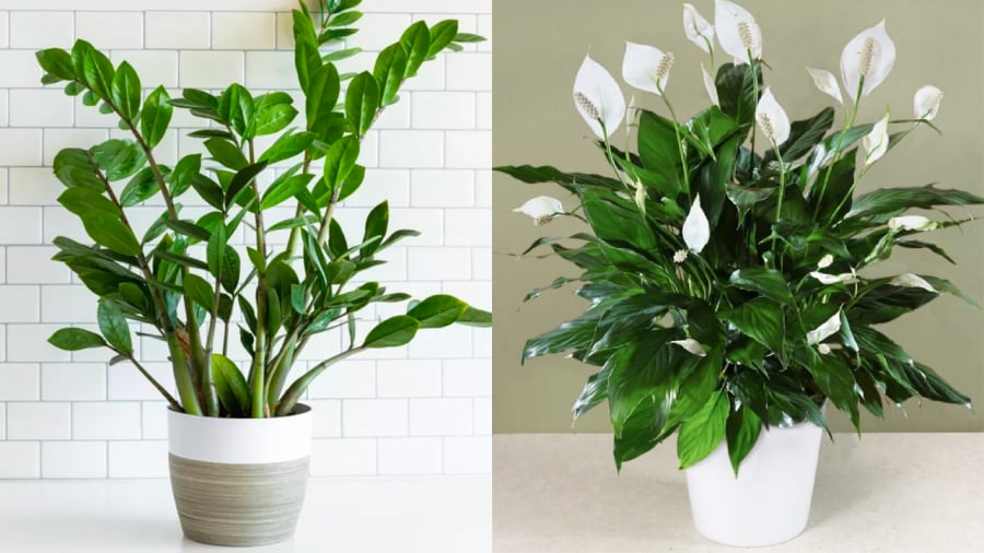 Cây kim tiền, cây lan ý là những loại cây phù hợp với người mệnh Thủy.