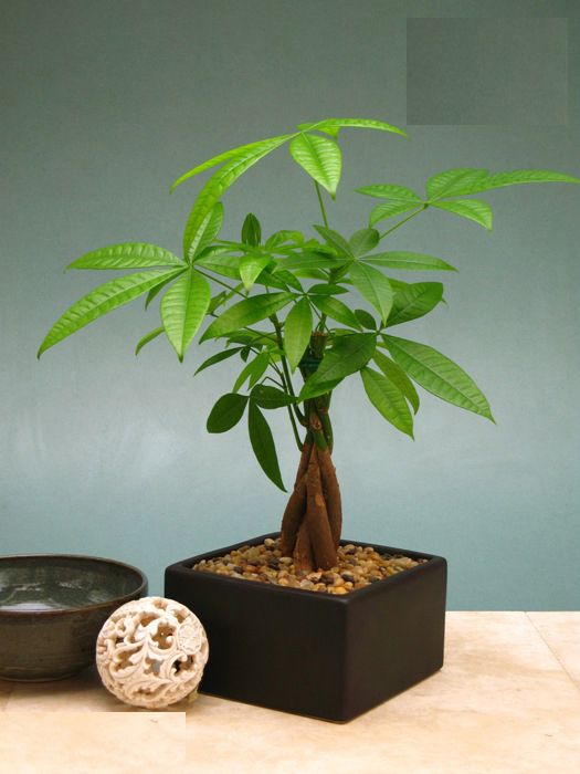 Cây kim ngân giúp giữ tiền
