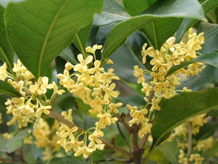 Mộc hương là loại cây quý được người xưa ưa chuộng