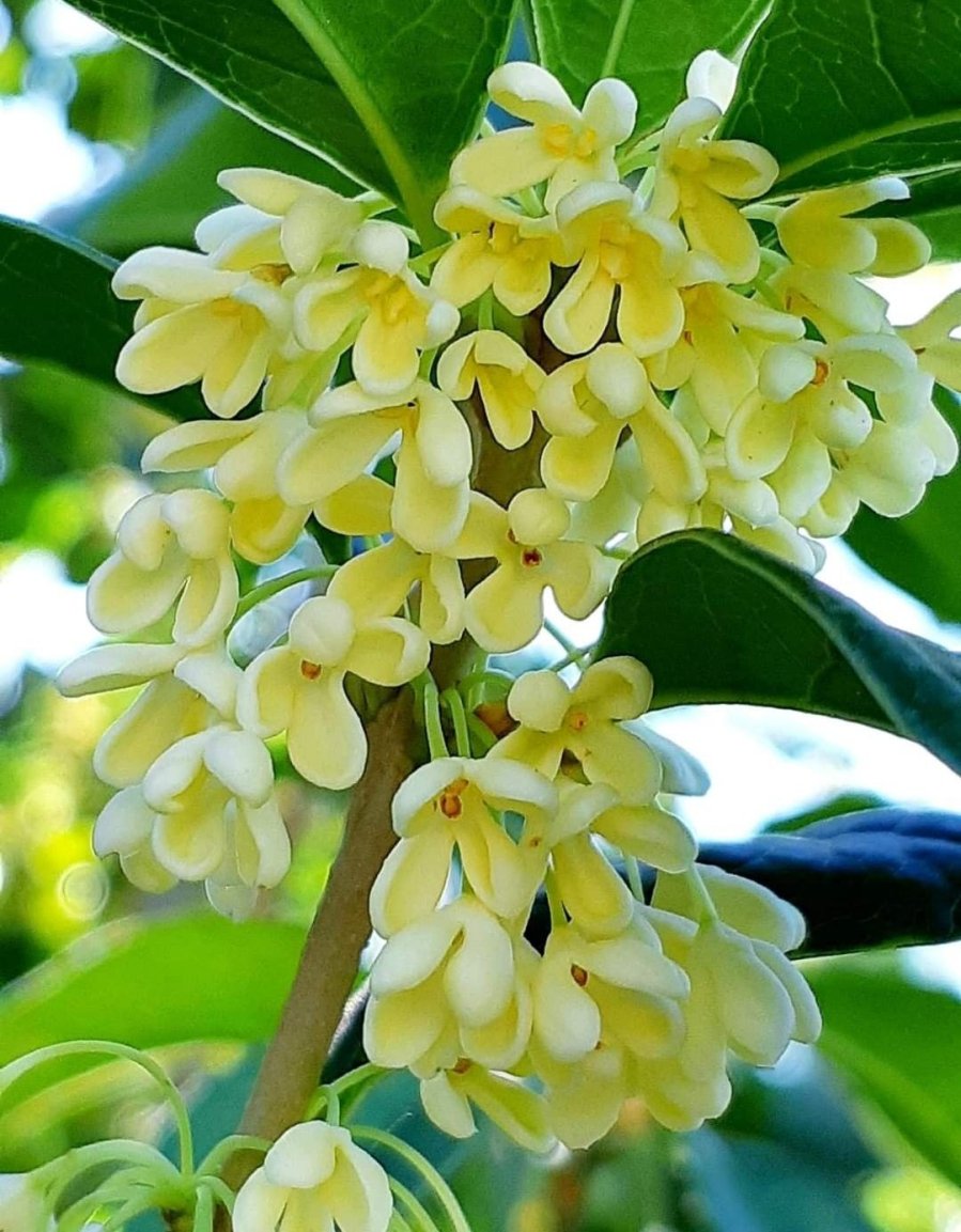 Hoa mộc hương vừa tốt sức khỏe vừa tốt phong thủy
