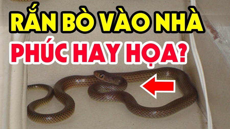 Từ xa xưa, rắn luôn là loài vật mang ý nghĩa tâm linh mạnh mẽ. 
