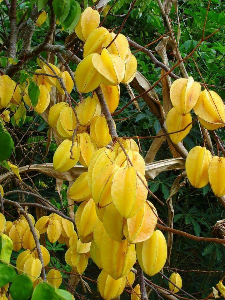 Trồng cây khế trong nhà không chỉ lấy quả ăn