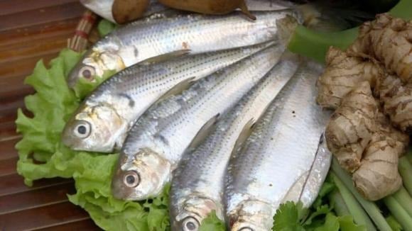 Trong số những loại cá phổ biến ở chợ, cá trích là lựa chọn giàu dinh dưỡng.