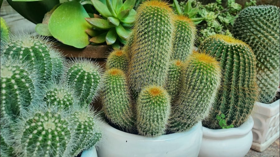 Trong phong thủy được xem là mang sát khí, phá vỡ luồng năng lượng tốt.