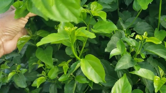 Ở những nơi như Hòa Bình hay Phú Thọ, món rau máu không chỉ là thức ăn mà còn là một phần ký ức