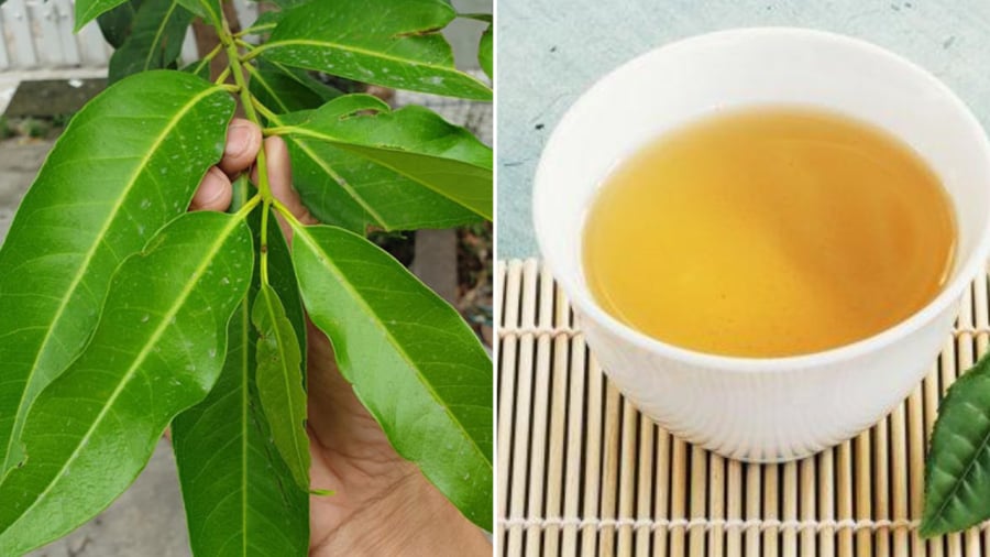 Nước lá vối mang lại nhiều tác dụng đối với sức khỏe.