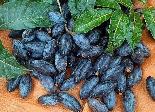 Trám đen – đặc sản quý mùa thu miền Bắc, bóng mượt, dẻo bùi, mỗi năm chỉ có một mùa ngắn ngủi khiến ai từng ăn cũng phải mong nhớ.