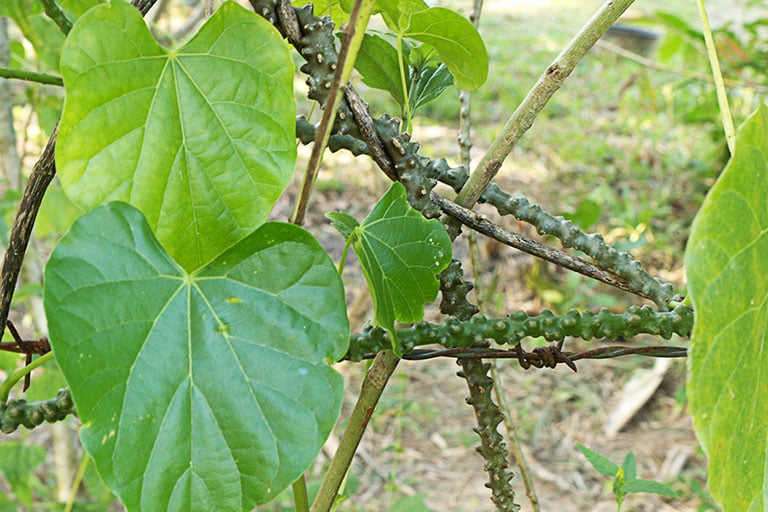 Dây ký ninh (rễ dây cóc)