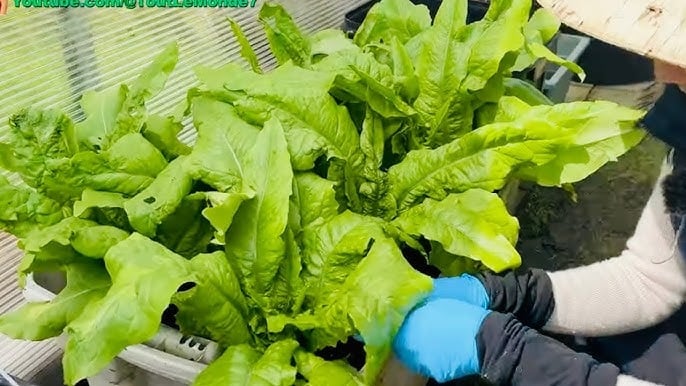 Loại rau giàu canxi gấp 10 lần canh xương hầm, tốt hơn cả sữa, giá chưa đến 20 nghìn/bó