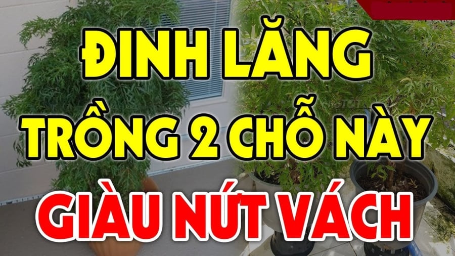Vị trí nên trồng cây đinh lăng trong nhà