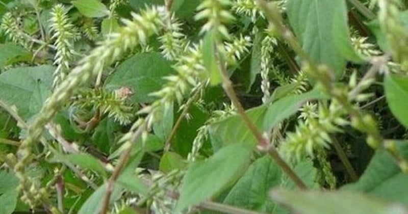 Cỏ xước