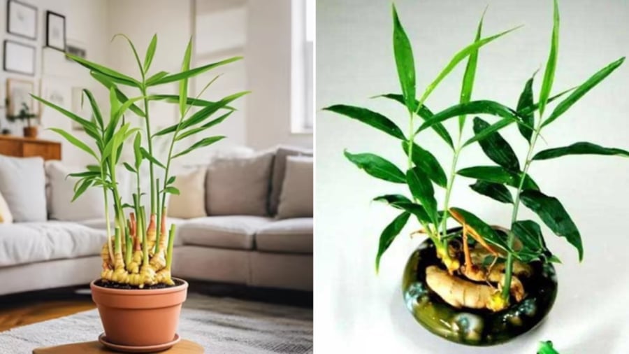Gừng nảy lộc có thể được xem là một loại cây cảnh phong thủy.