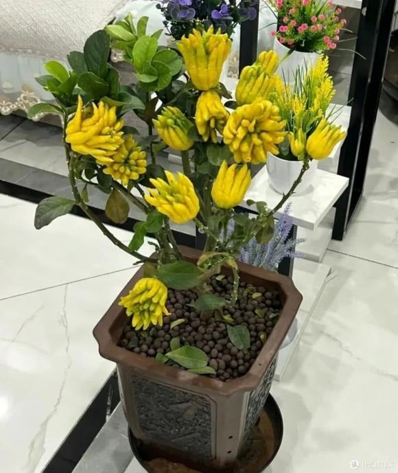 Phật thủ là loại cây đặc biệt với quả có hình dáng giống bàn tay Phật, mang ý nghĩa cát tường và phúc khí.