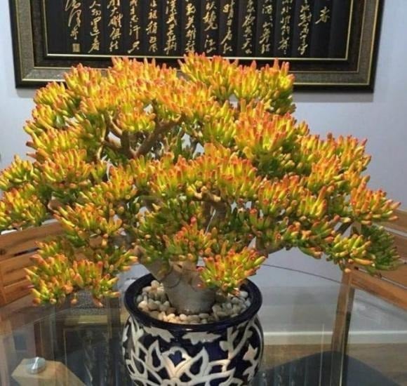Sen đá ống điếu, còn gọi là cây hút tiền, vốn nổi tiếng với khả năng chiêu tài, nạp lộc.
