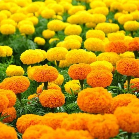 Dù tên gọi mang ý nghĩa tốt lành, nhưng ở Việt Nam, cúc vạn thọ lại thường gắn với tang lễ, sự mất mát.