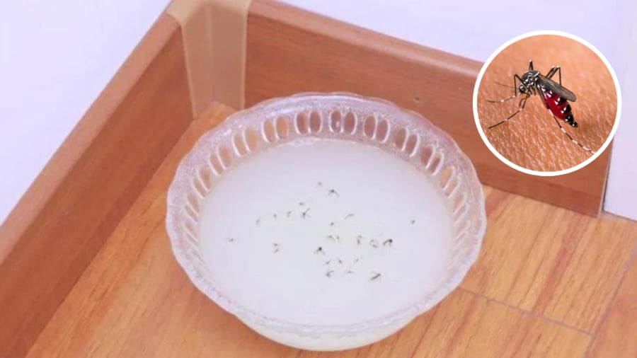 Bạn có thể sử dụng những nguyên liệu đơn giản, có sẵn trong nhà để xua đuổi ruồi muỗi.