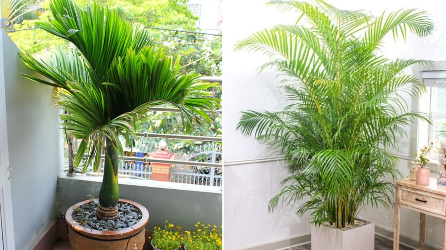 Gia chủ có thể trồng cây cau cảnh trước nhà vừa để trang trí, vừa để thu hút tài lộc, đón quý nhân.