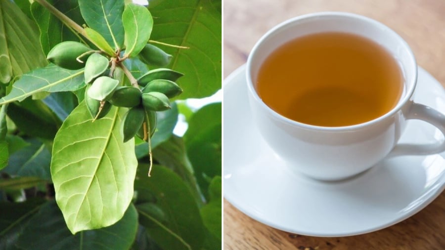 Nước lá bàng mang lại một số lợi ích đối với sức khỏe.