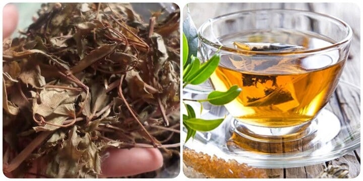 Uống nước đinh lăng nên dùng lá khô hay tươi mới tốt?