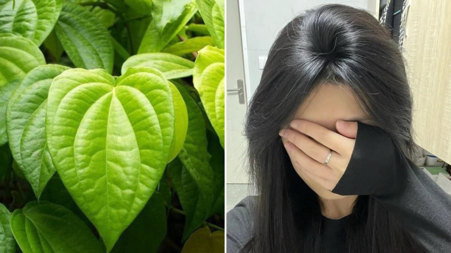 Cách Gội Đầu Bằng Nước Lá Trầu Không Giúp Giảm Rụng Tóc, Tóc Con Mọc Lên Không Ngừng 1 Bạn Có Thể Sử Dụng Lá Trầu Không Để Chăm Sóc Tóc, Giúp Giảm Rụng Tóc, Kích Thích Mọc Tóc.