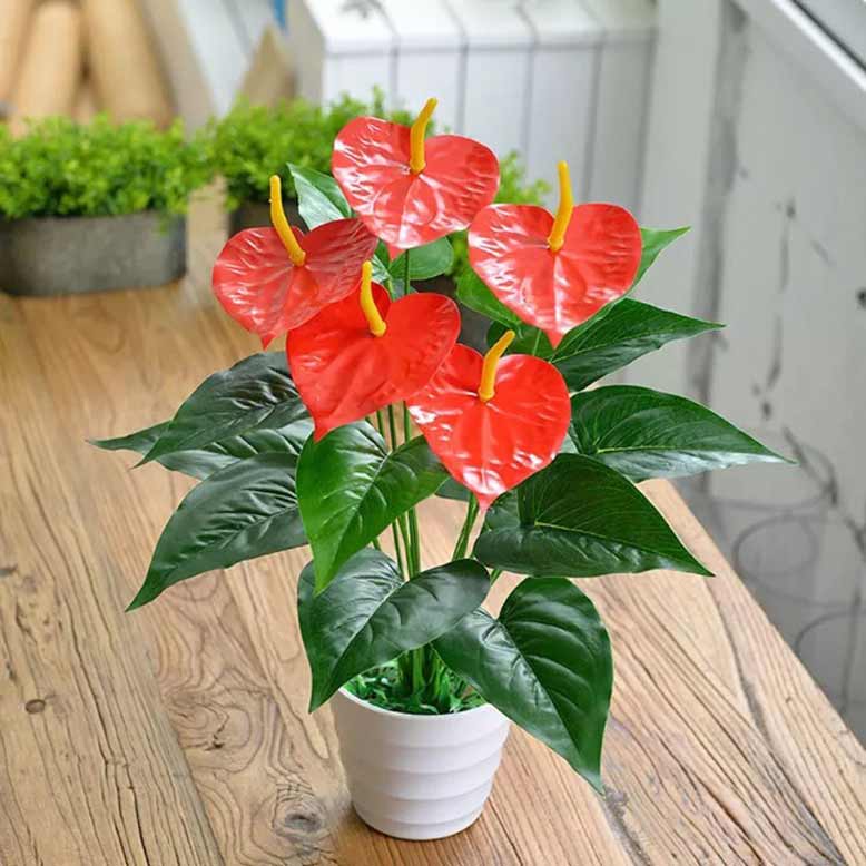 Đặt Cây Cảnh Theo 5 Hướng Này, Mang Lại May Mắn, Giúp Chiêu Tài, Chiêu Lộc 1 Cây Hồng Môn Có Màu Đỏ Nên Đặt Ở Phía Nam