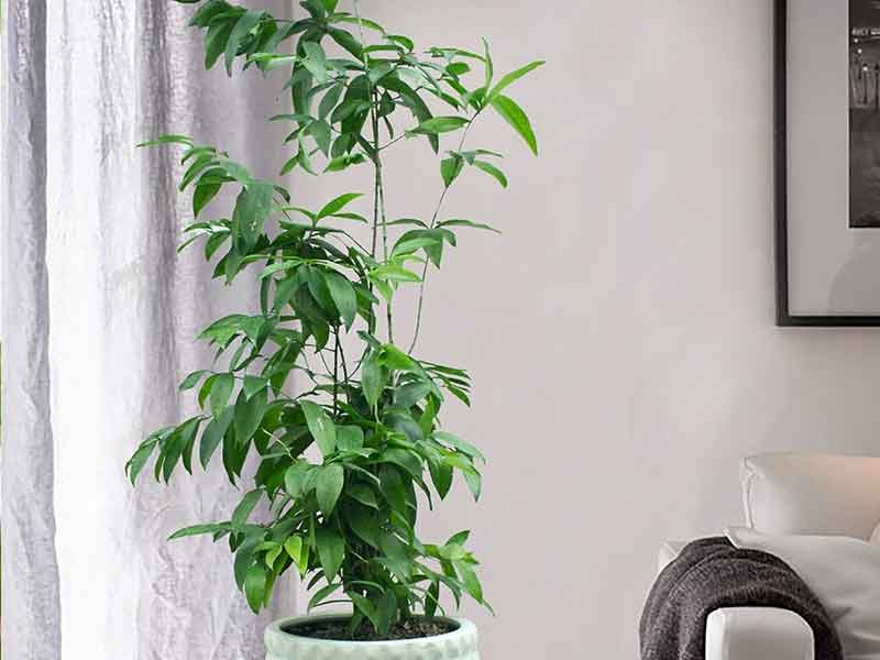 Đặt Cây Cảnh Theo 5 Hướng Này, Mang Lại May Mắn, Giúp Chiêu Tài, Chiêu Lộc 5 Cây Trúc Nhật
