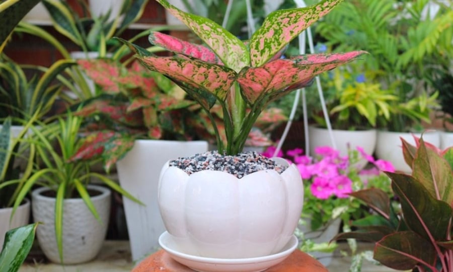 Cây vạn lộc đặt trước nhà tượng trưng cho sự phát triển, sức sống dồi dào.