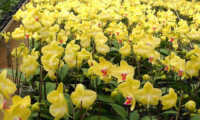 Đặt Cây Cảnh Theo 5 Hướng Này, Mang Lại May Mắn, Giúp Chiêu Tài, Chiêu Lộc 2 Đặt Lan Hồ Điệp Màu Vàng Ở Phía Tây, Tây Bắc