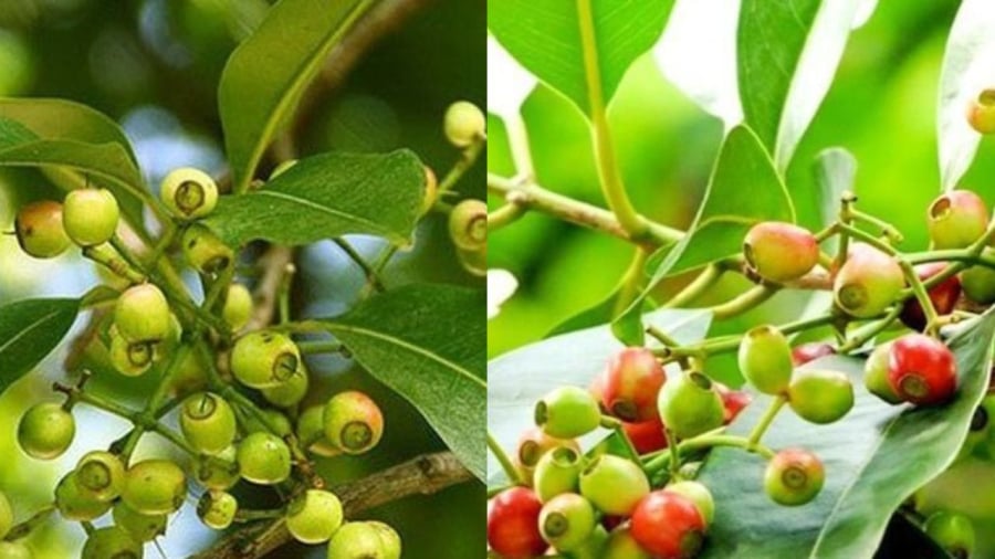 Nước lá vối có nhiều công dụng nhưng cần chú ý khi dùng