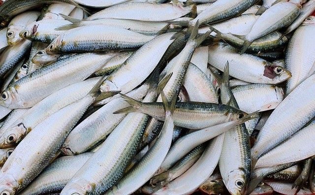 Cá trích là loại cá giàu omega-3